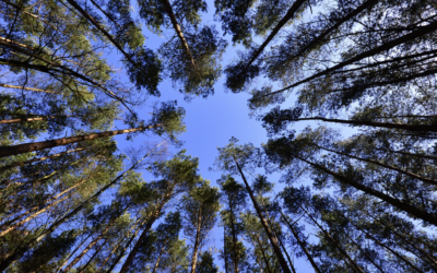 Youth Forestry Summer Camp Opens Registration